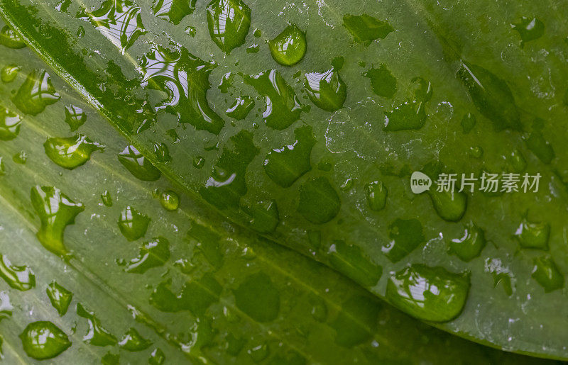 雨珠落在树叶上