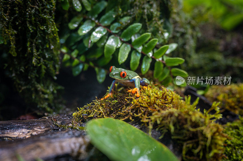 红眼树蛙对着绿色植被