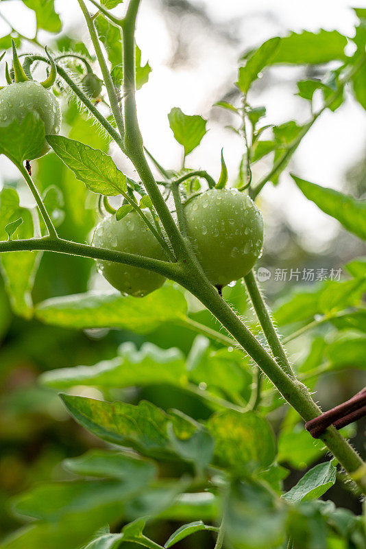 美丽的新鲜的家庭种植的地球番茄在早上从它的树上健康生长的照片