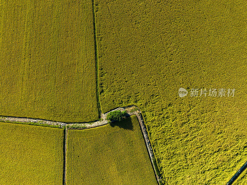 航拍稻田，台湾风景