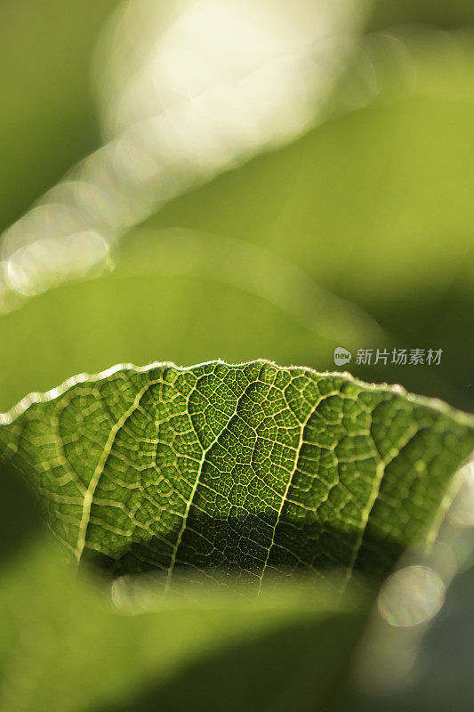 背光无花果叶边缘与叶脉作为其他叶边缘分层在出焦点背景