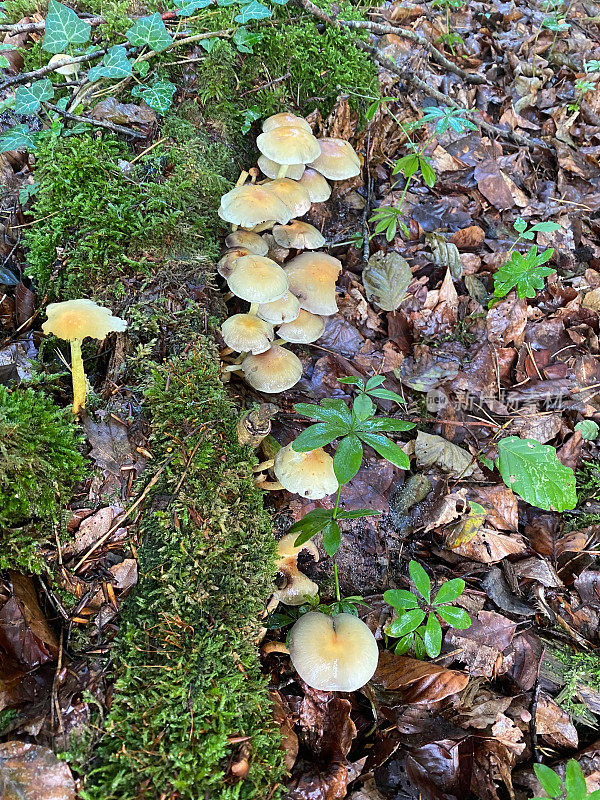 生长在森林地面上的野生蘑菇