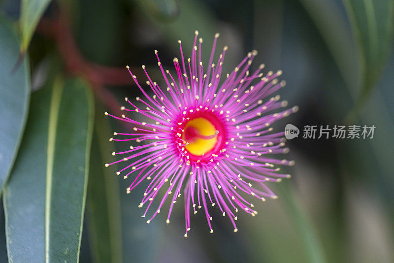 美丽的树胶树粉红色的花，背景与复制空间