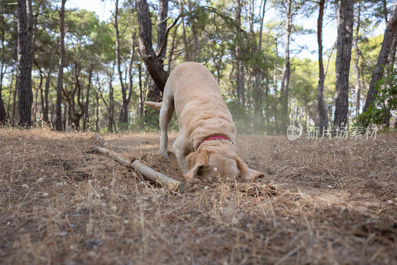 金毛猎犬正在森林里的草地上挖洞