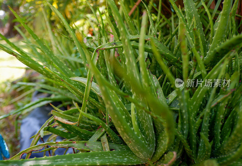 制作草药的芦荟。