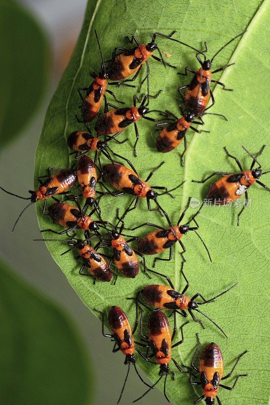 叶类动物行为的红棉虫群落研究。