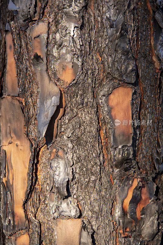 经过规定的烧伤后烧焦的松树树干，有多层树皮保护树木