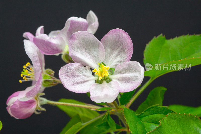 一棵苹果树的照片，白色的花朵盛开，生长在黑色的背景上。盛开的海棠花。白色的小花，在黑色的背景上生长和绽放。