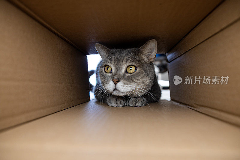 好奇而顽皮的猫在纸板箱里