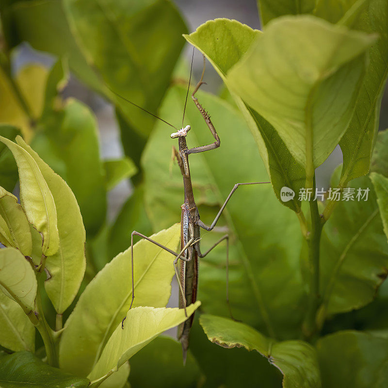 竹节虫(phasmatoia)