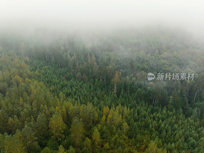 在西北太平洋地区一个受管理的森林中，薄雾升起