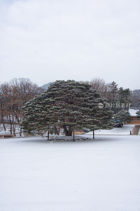 雪松