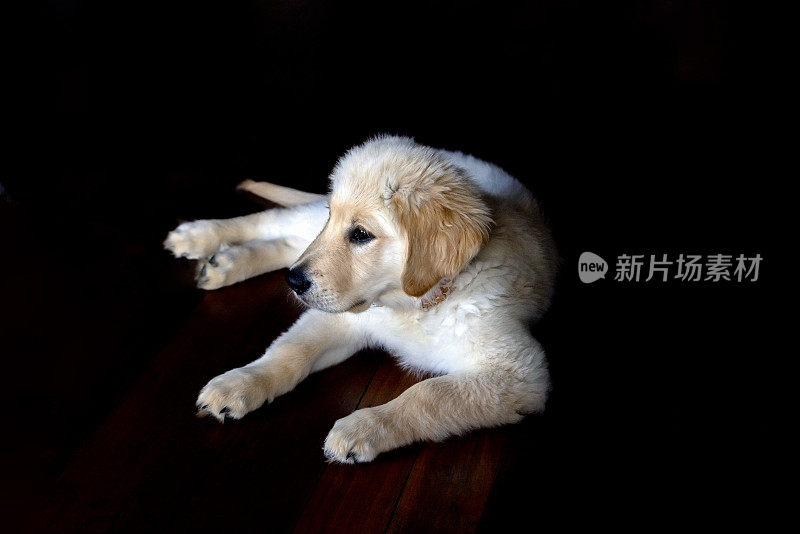 十二周大的金毛猎犬幼犬，深色背景与复制空间