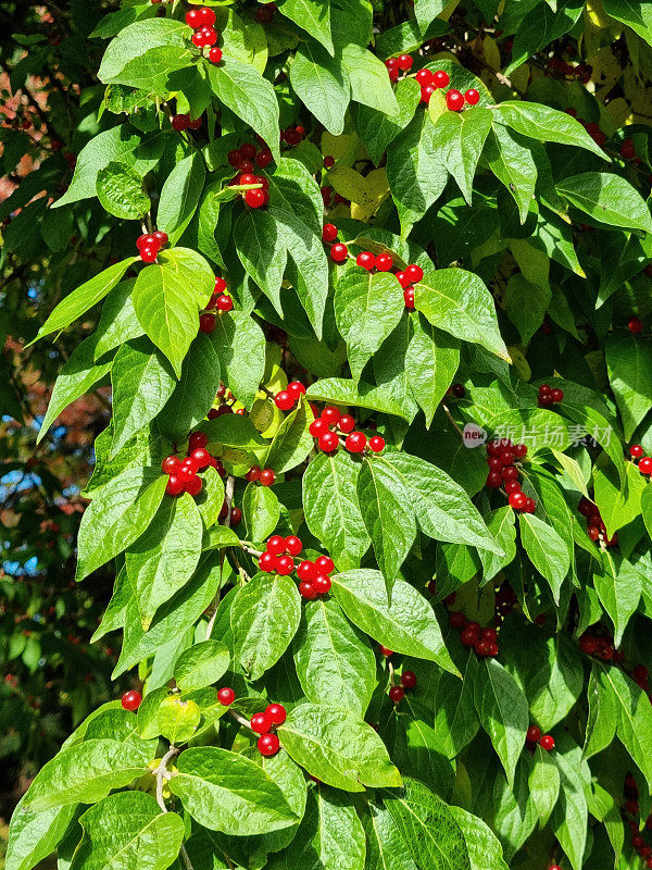 十月长有红色浆果的忍冬(Schirm-Heckenkirsche)枝条