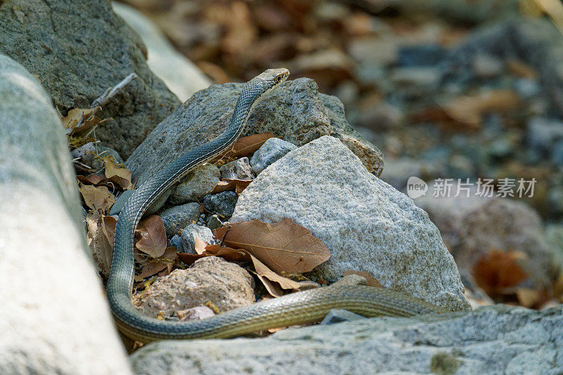 条纹Whipsnake