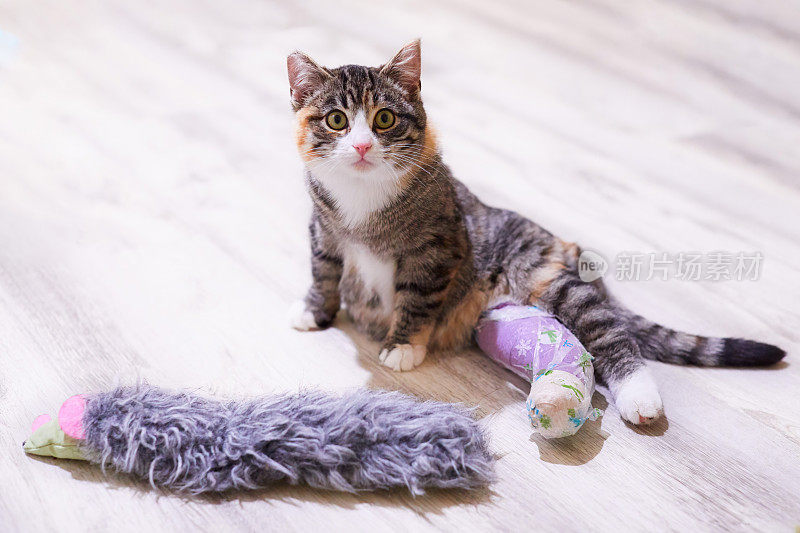 一只后腿断了的小猫拿着玩具坐在地板上