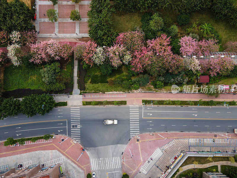 两旁种满花草树木的城市道路