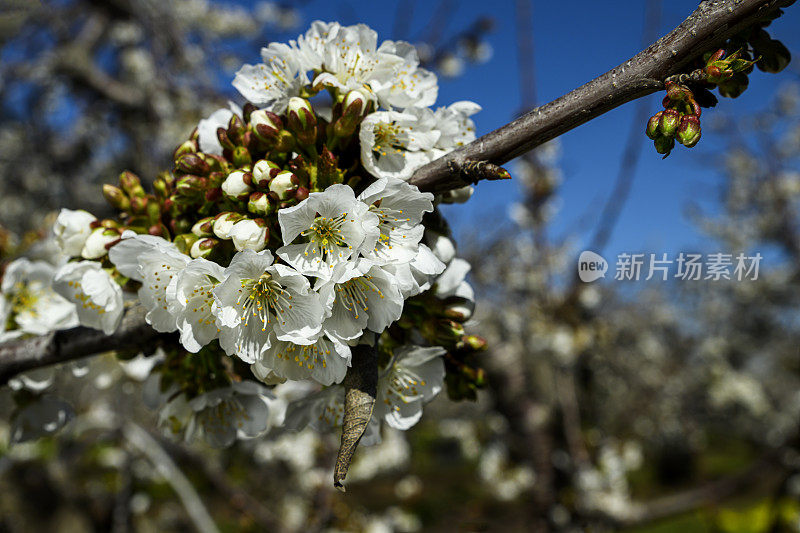 春季樱桃园花朵的特写