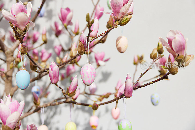 盛开的玉兰花上挂着彩绘的复活节彩蛋