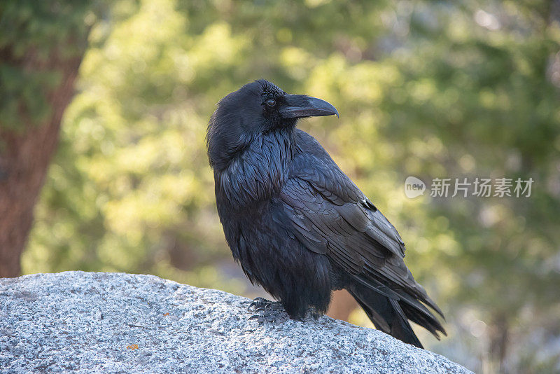 一只乌鸦坐在黄石生态系统的一块巨石上