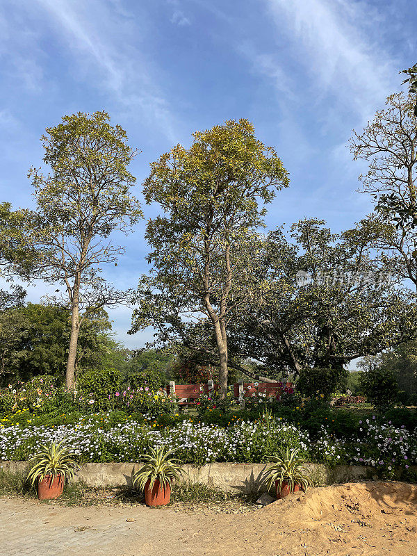 公园的热带植物边界，桉树(桉树)，花坛边缘与水泥块，重点在前景