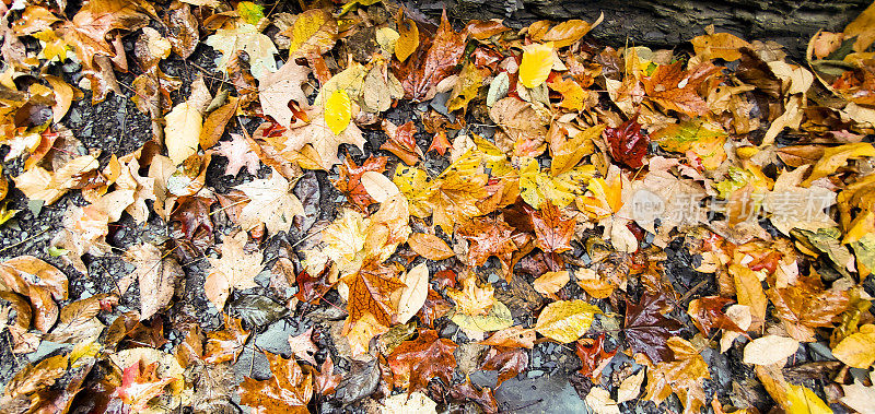 纽约州地面上潮湿的秋叶