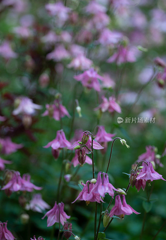 花耧斗菜