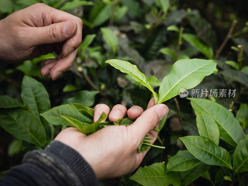 近距离拍摄茶农采摘茶叶时的手