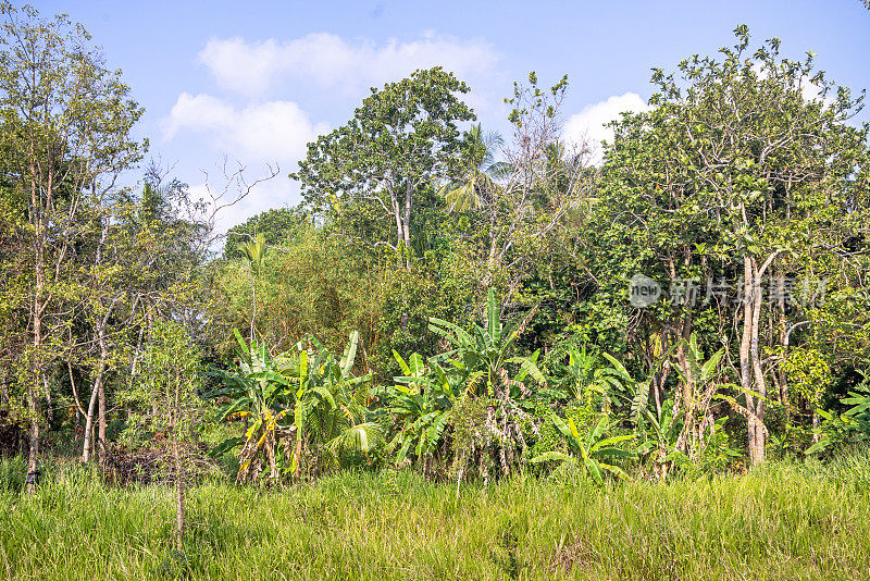天然树篱中的香蕉树