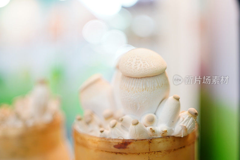 Eryngii蘑菇