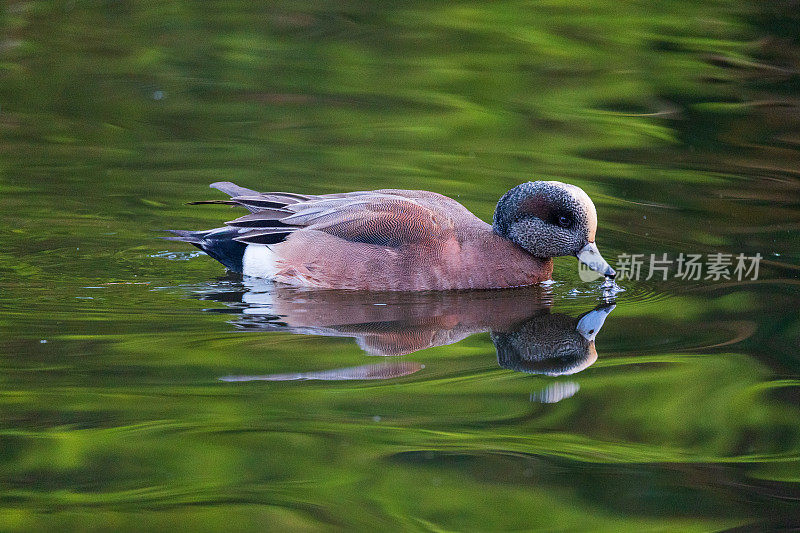 水中喂鸭