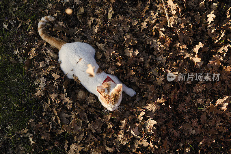 美丽的白色和黄色的小猫躺在干燥的秋叶上。