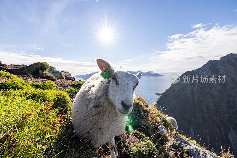 羊在山上，挪威