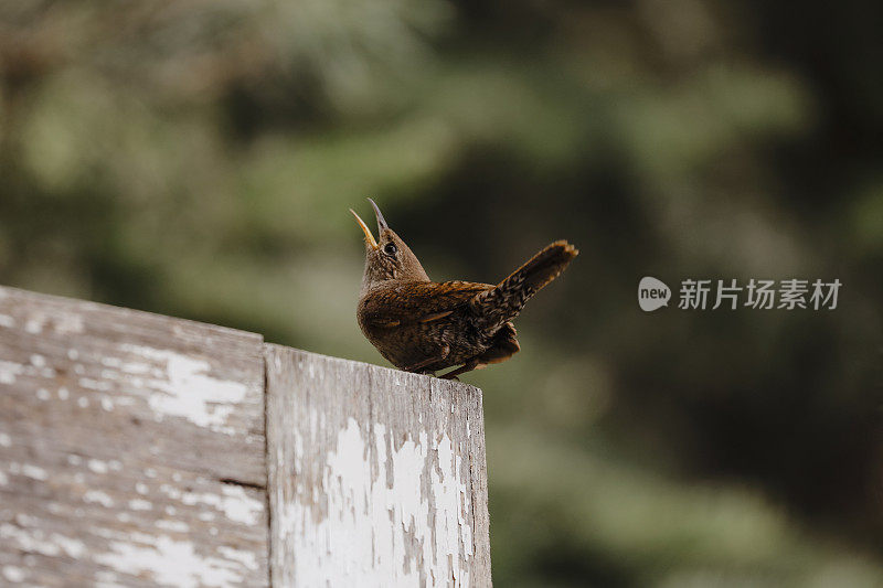 房子雷恩