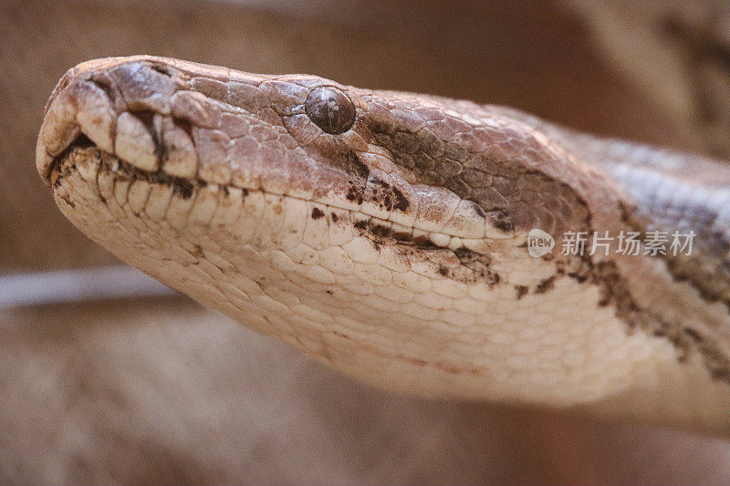 全帧图像的头部卷曲印度蟒(蟒molurus)显示鼻孔和坑器官，棕色蛇皮鳞片图案，橙色背景，大头照