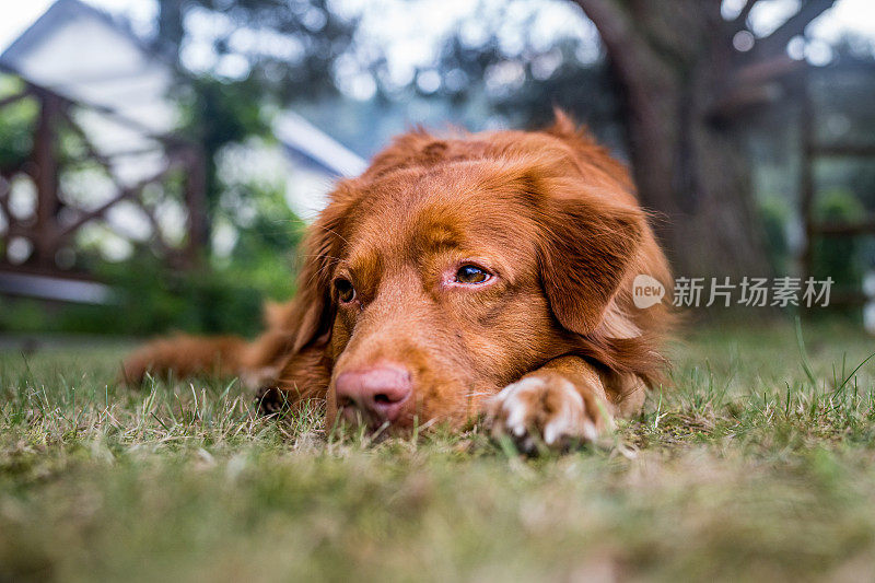 红毛新斯科舍省猎犬躺在夕阳下的草地上。