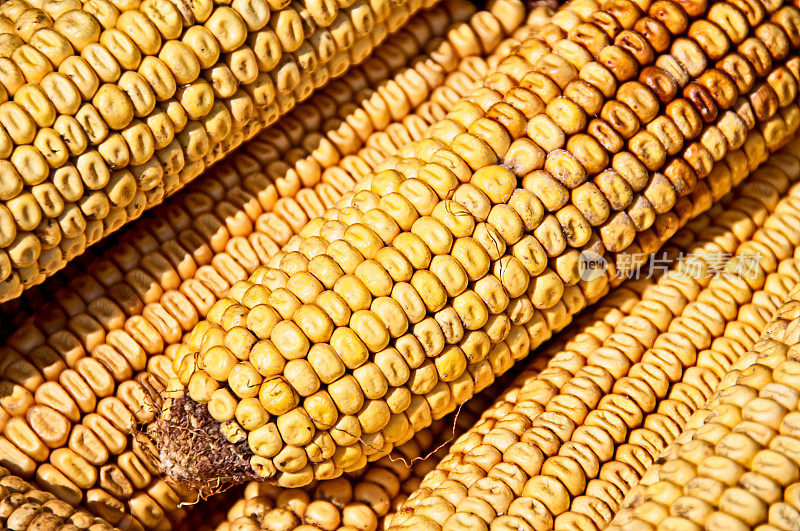 农贸市场展出的玉米