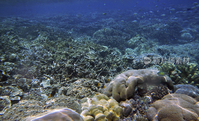 水下珊瑚景观，延布巴岛，拉贾安帕特，西南巴布亚，印度尼西亚