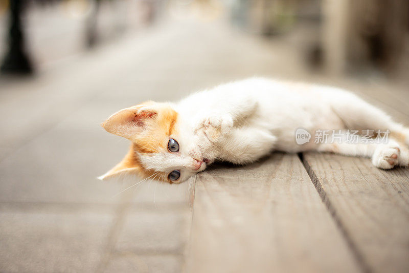 姜白色的流浪小猫。