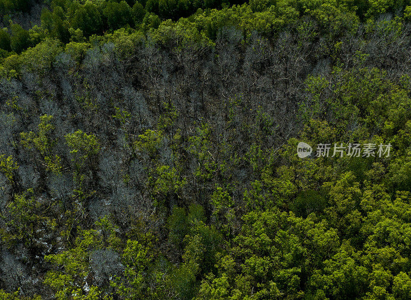 澜沧江省湄公河三角洲沿岸冲积红树林航拍摘要图像