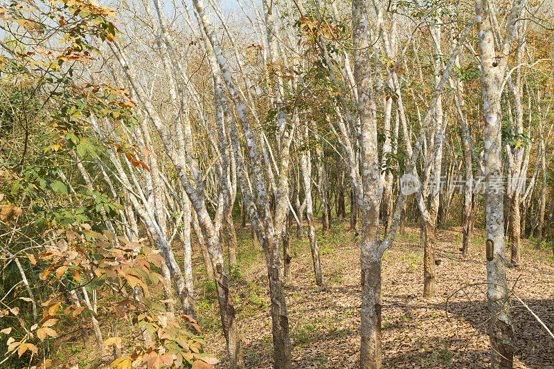 卢瓦省的橡胶林