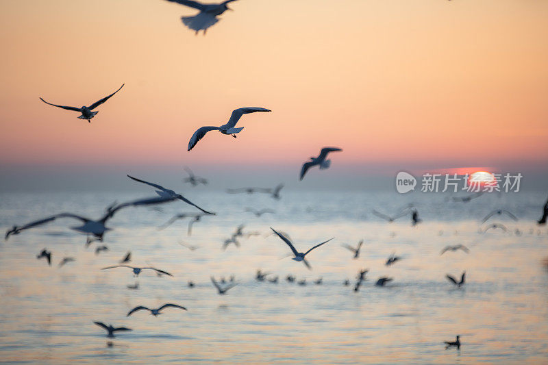 海鸥在美丽的晚霞中飞翔。