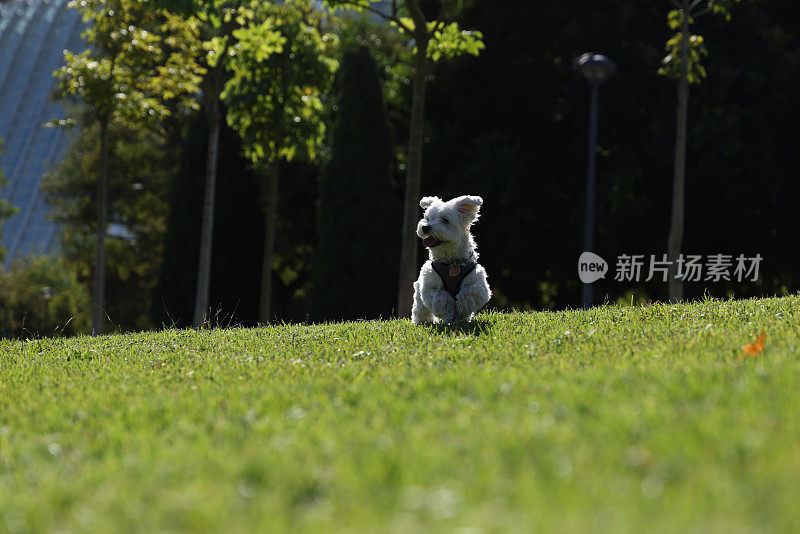 一只正在玩迷你网球的马尔他狗