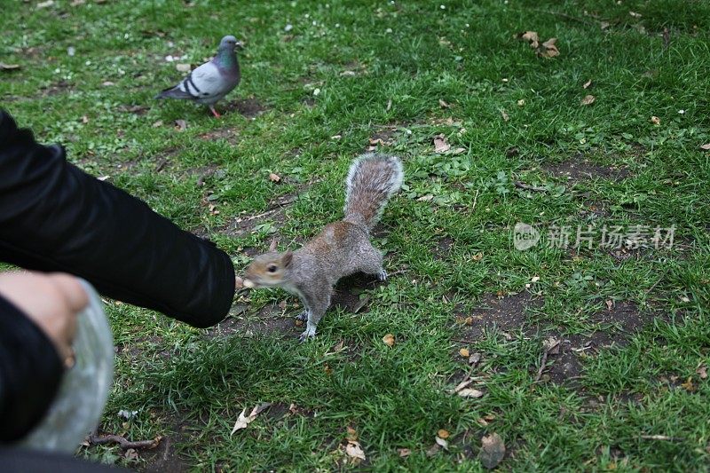 伦敦海德公园里的松鼠