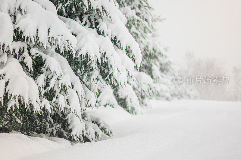 纯白色的背景上，杉树树枝上覆盖着厚厚的积雪