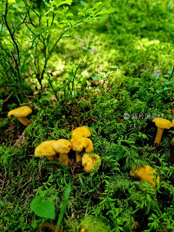 鸡油菌mushroms