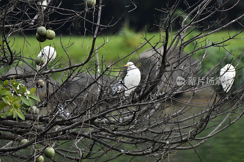 西部牛白鹭