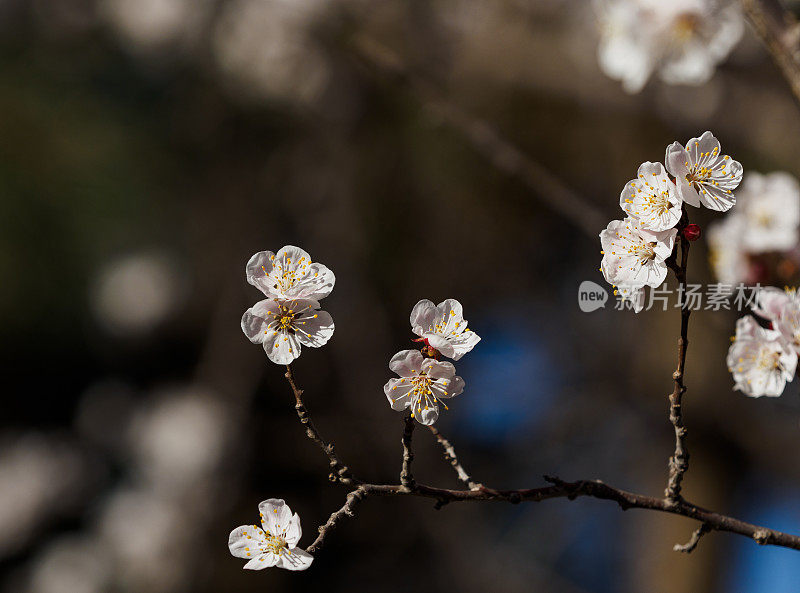 梅花在春天发芽