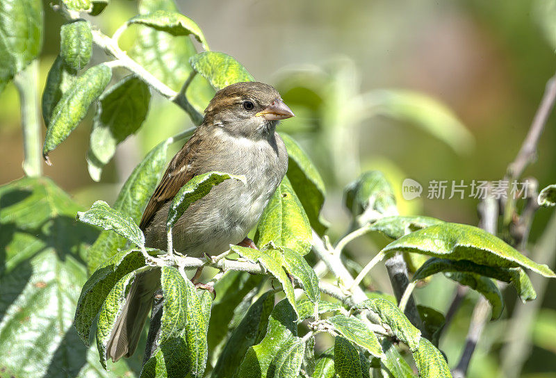 雌树雀在苹果树上寻找蚜虫