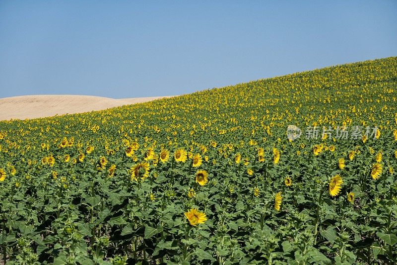 在这片开阔的农田里，数以百计的黄色向日葵迎着太阳